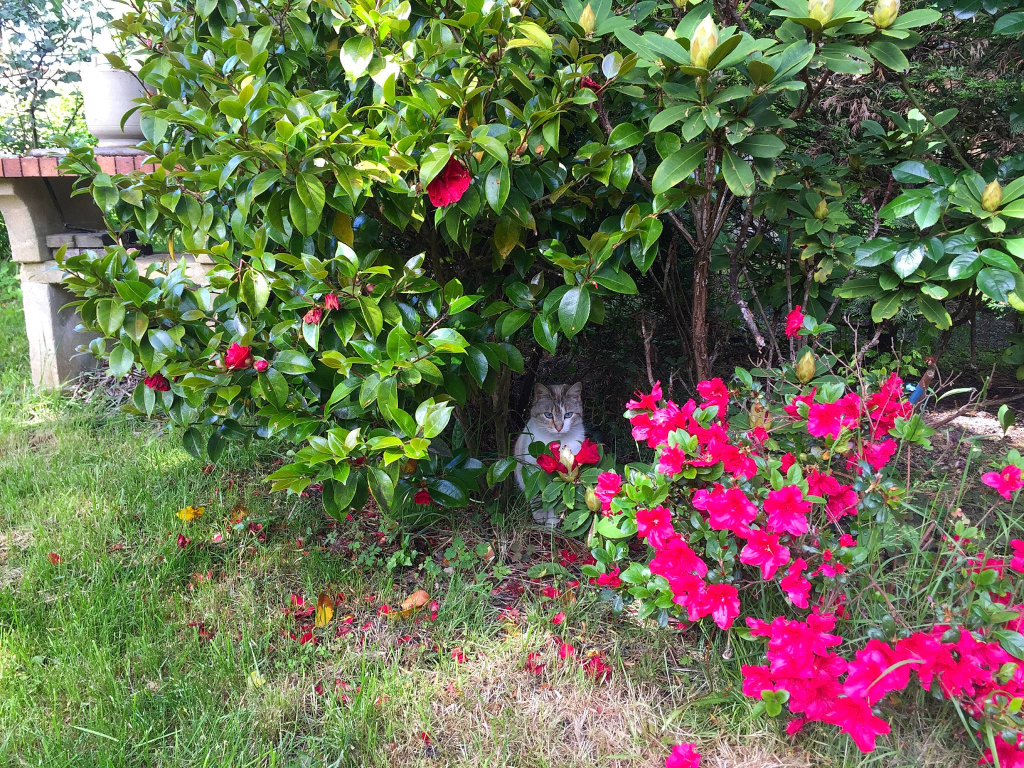 Nala a rejoint le concours — aidez-le/la à gagner de superbes lots ! annual_plant, botany, flower, flowering_plant, garden, grass, groundcover, herbaceous_plant, landscape, landscaping, magenta, petal, plant, plant_community, rose, rose_family, shrub, subshrub, terrestrial_plant, woody_plant