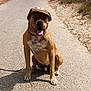animal, brown_fur, canine, cap, closeup, daytime, dog, happy, hat, leash, nature, outdoor, path, pet, portrait, road, sitting, smiling, sunny, tongue_out