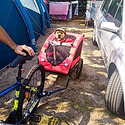 Sully participe au concours pour gagner de l'argent avec cette photo : bicycle, bike_trailer, camping, car, dirt, dog, flag, grass, hat, laundry, mesh_window, outdoor, person_hand, pet, recreation, shadow, sunlight, tent, transport, wheel