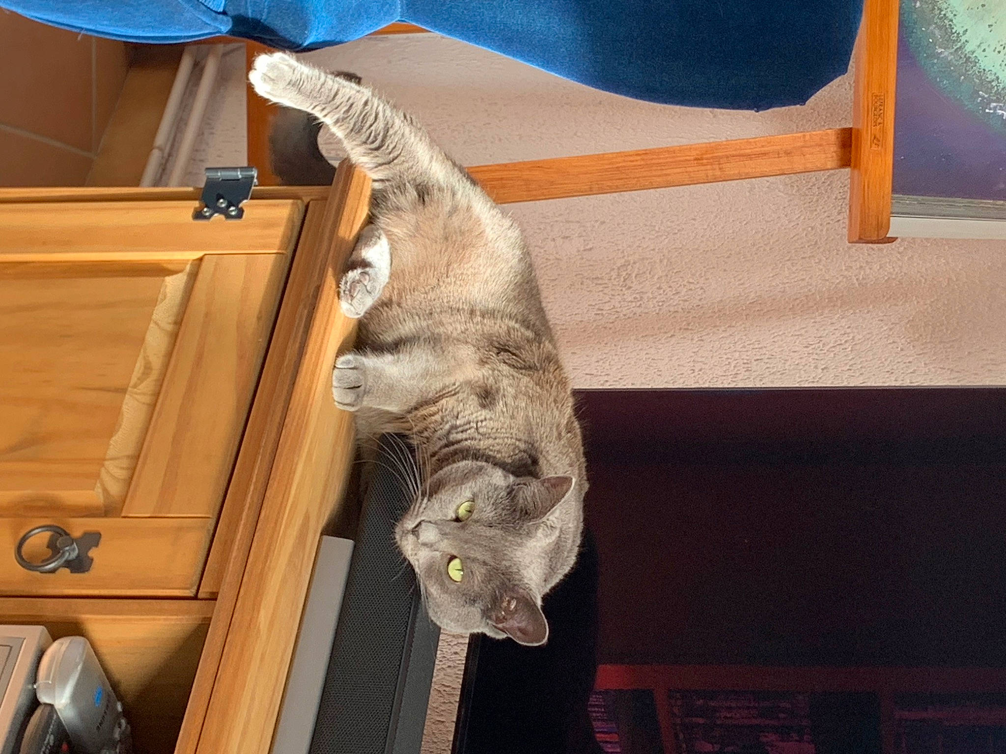 Mia participe au concours pour gagner de l'argent avec cette photo : art, cabinetry, domestic_short_haired_cat, fawn, felidae, fish, fur, hardwood, room, small_to_medium_sized_cats, tail, toy, whiskers, wildlife, wood