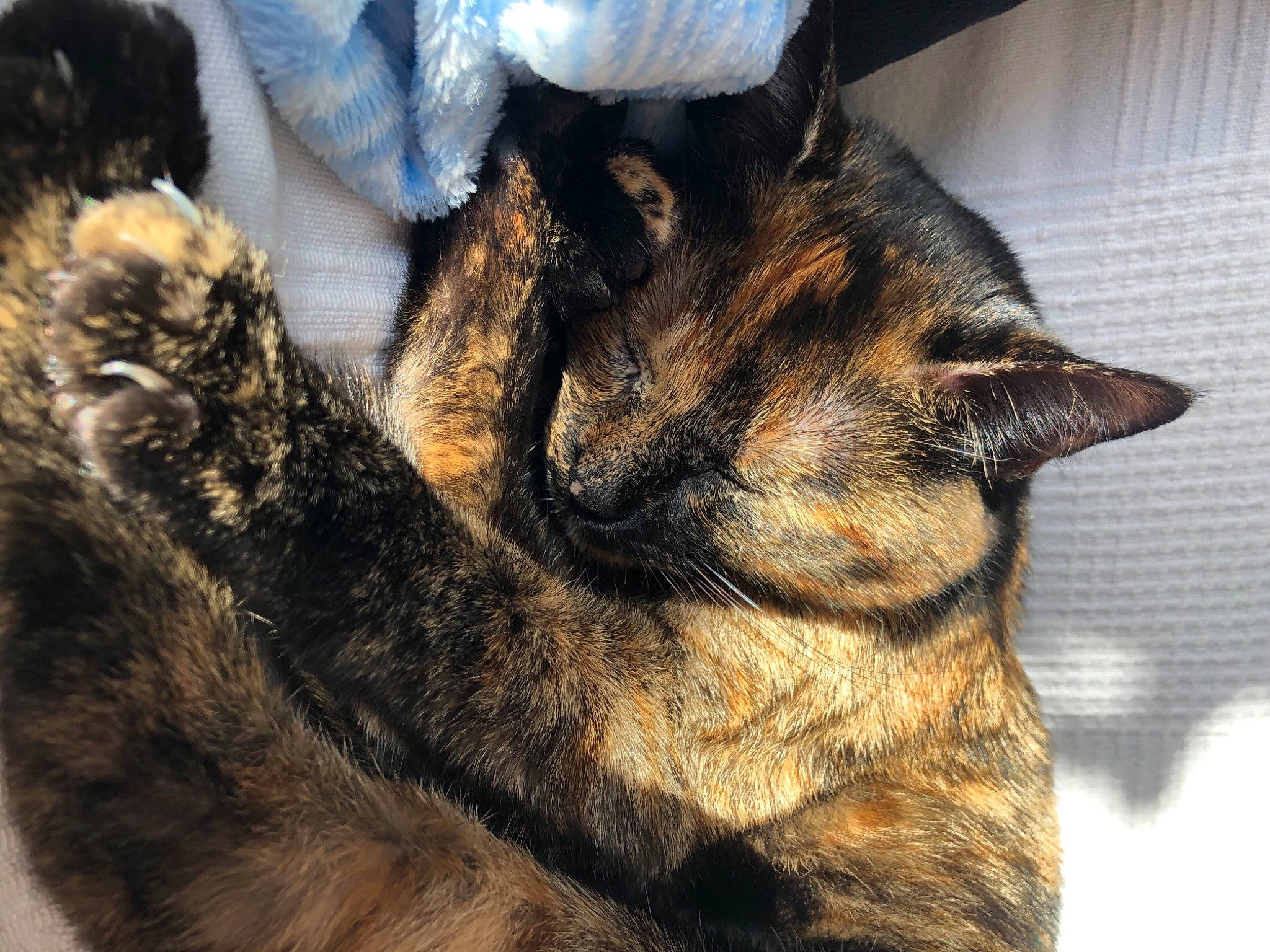 Moona participe au concours pour gagner de l'argent avec cette photo : carnivore, cat, claw, comfort, domestic_short_haired_cat, ear, fawn, felidae, fur, nap, organism, paw, plant, small_to_medium_sized_cats, snout, tail, terrestrial_animal, tree, whiskers, window