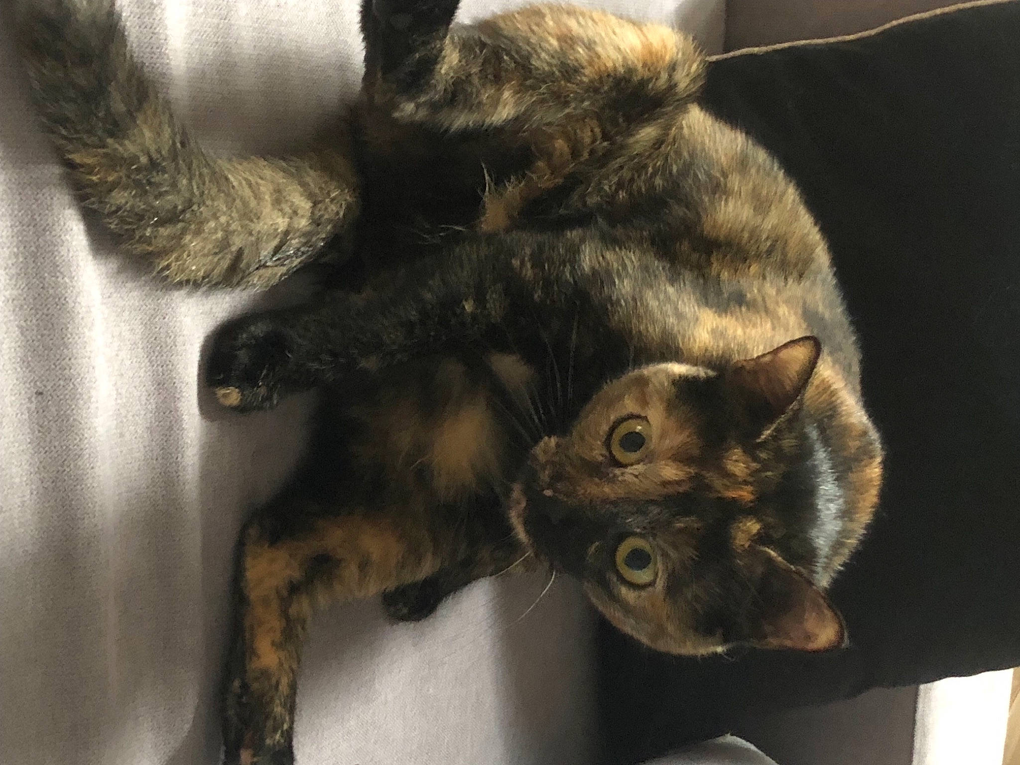 Moona participe au concours pour gagner de l'argent avec cette photo : black_cat, brown, carnivore, cat, claw, comfort, domestic_short_haired_cat, felidae, fur, grey, paw, small_to_medium_sized_cats, snout, tail, whiskers