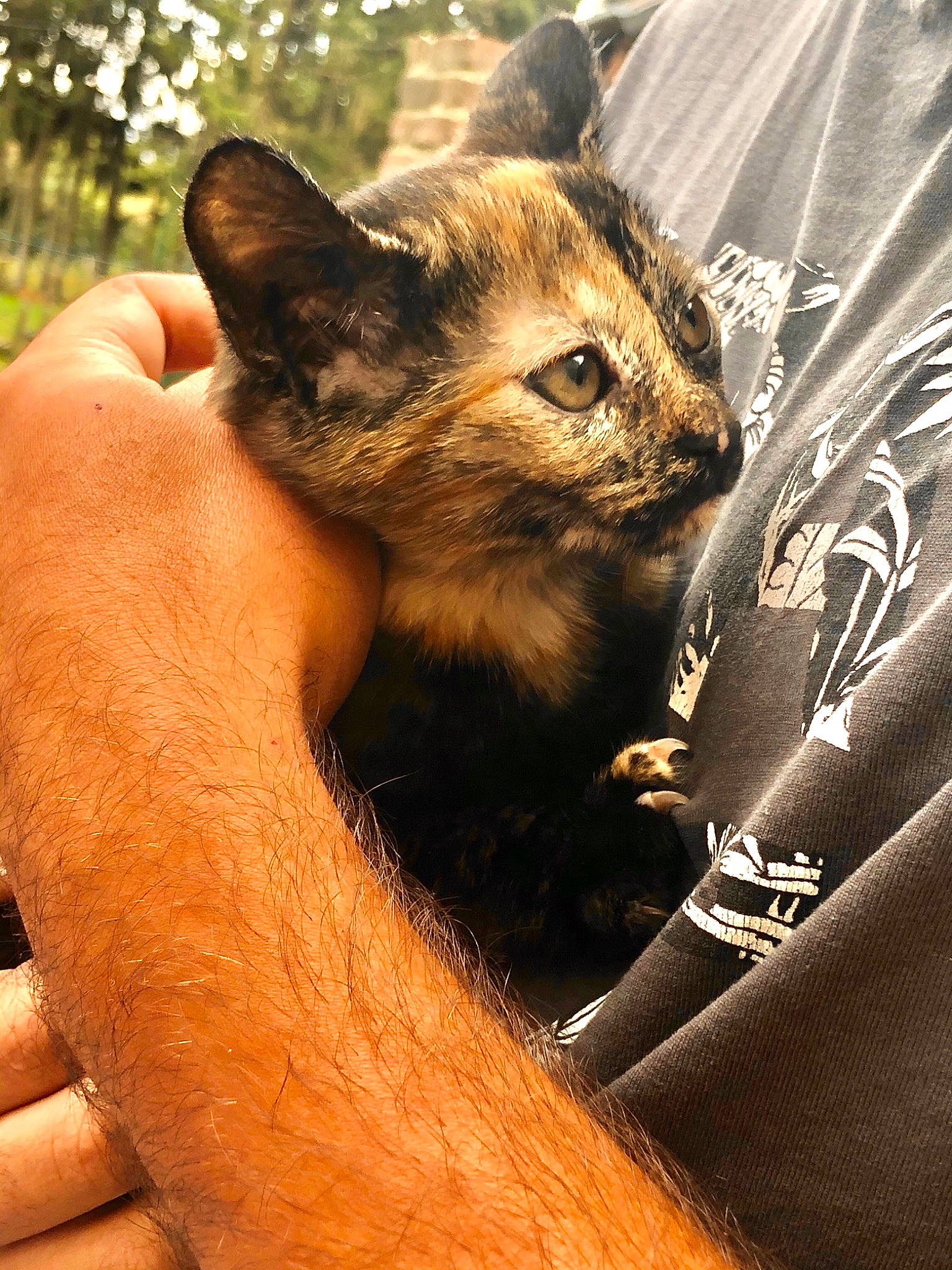 Moona participe au concours pour gagner de l'argent avec cette photo : carnivore, cat, claw, domestic_short_haired_cat, fawn, felidae, fur, grass, human_leg, light, paw, sitting, small_to_medium_sized_cats, snout, tail, terrestrial_animal, tree, whiskers, wildlife, window