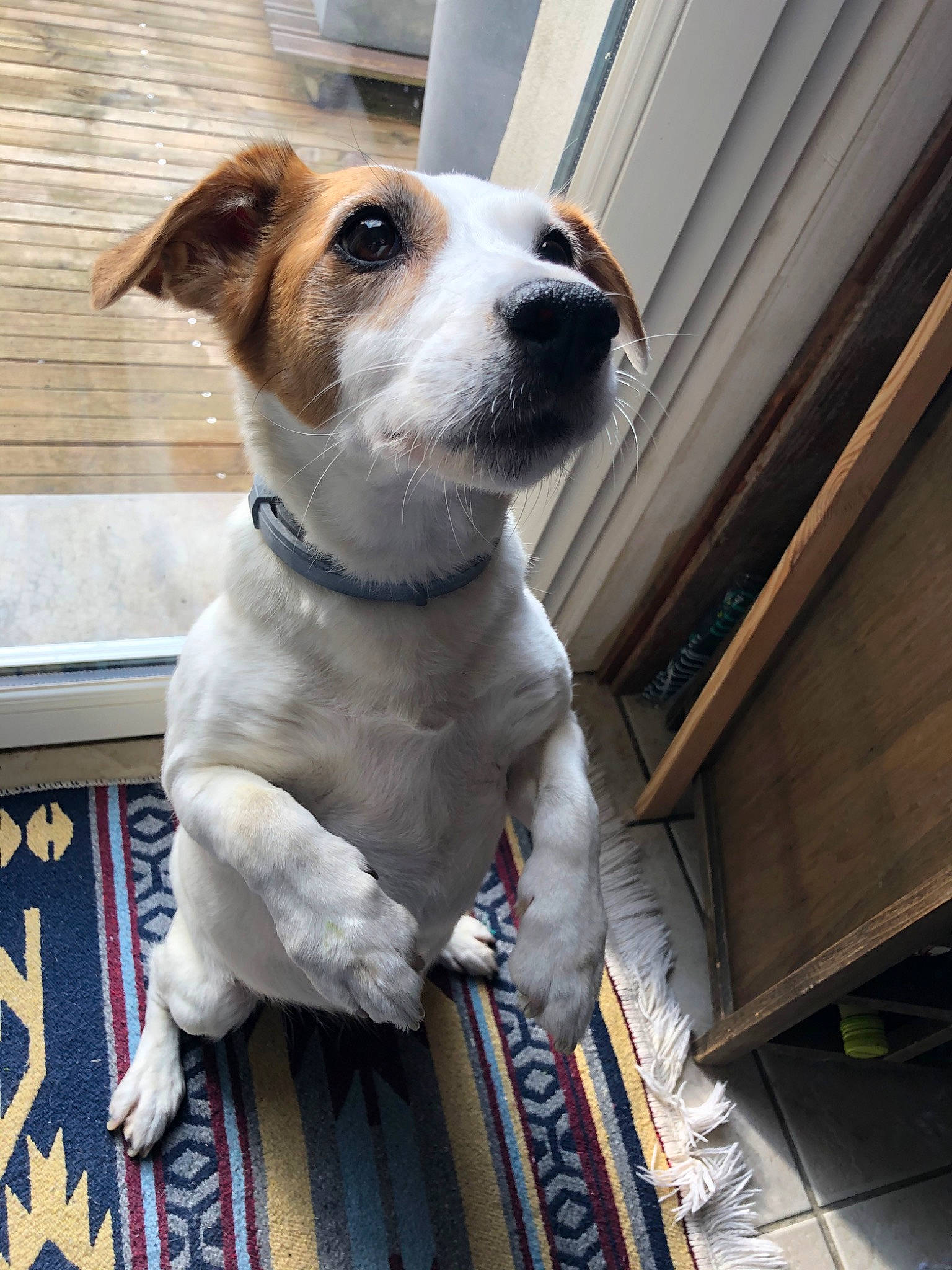 Emy a rejoint le concours — aidez-le/la à gagner de superbes lots ! canidae, carnivore, companion_dog, danish_swedish_farmdog, dog, dog_breed, fawn, feist, jack_russell_terrier, mammal, parson_russell_terrier, puppy, rare_breed_dog, russell_terrier, snout, sporting_group, whiskers