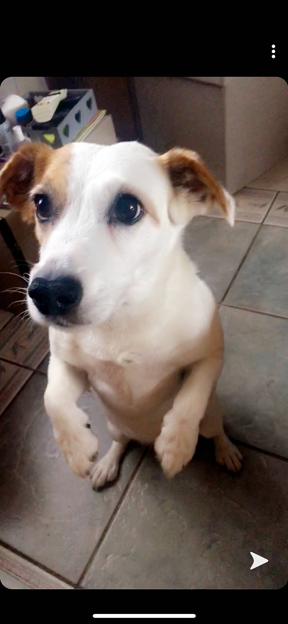 Emy a rejoint le concours — aidez-le/la à gagner de superbes lots ! ancient_dog_breeds, aspin, canidae, carnivore, companion_dog, dog, dog_breed, fawn, jack_russell_terrier, mammal, nose, parson_russell_terrier, potcake_dog, puppy, rare_breed_dog, russell_terrier, snout, sporting_group, street_dog