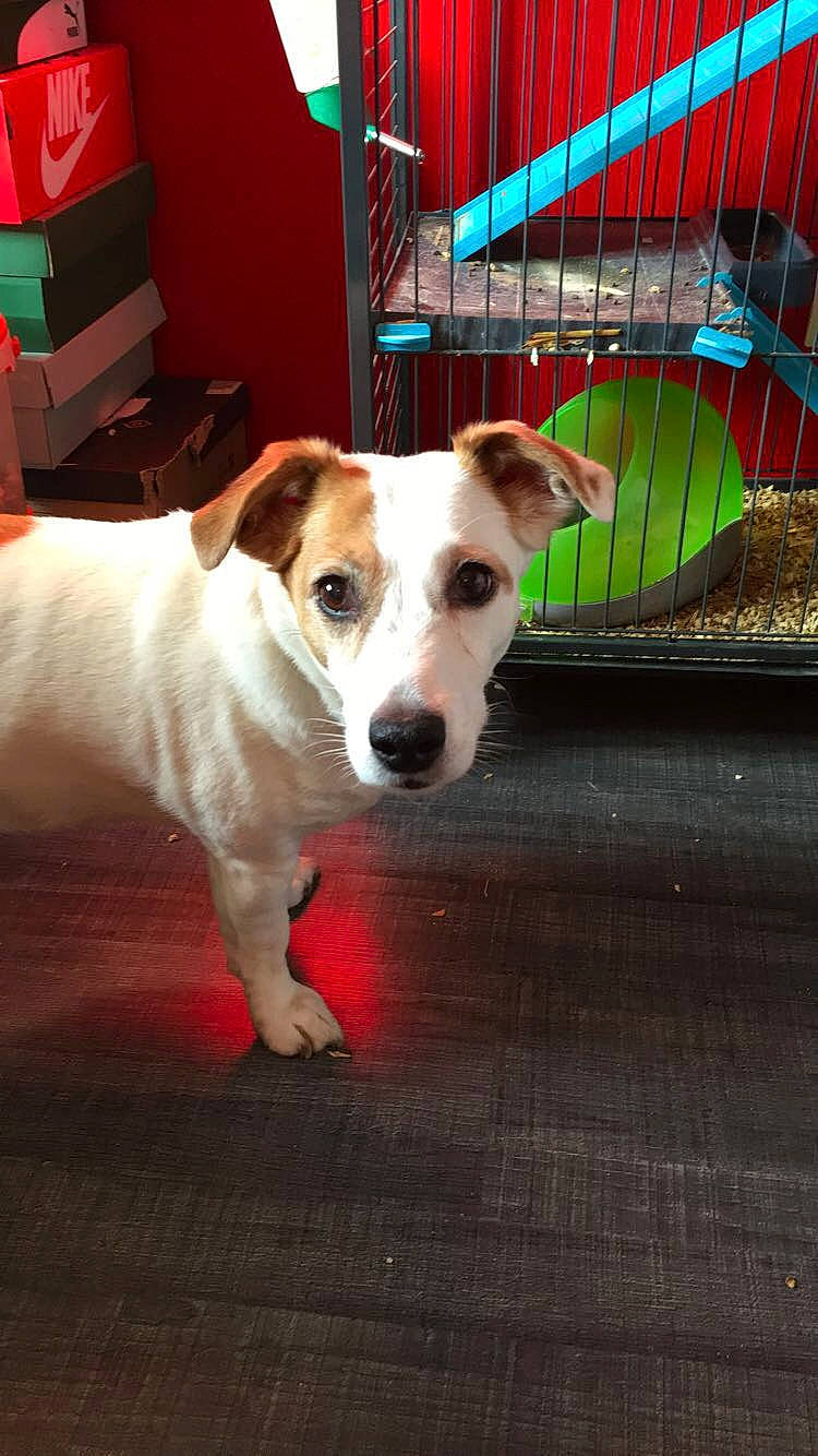 Emy participe au concours pour gagner de l'argent avec cette photo : canidae, carnivore, companion_dog, dog, dog_breed, fawn, feist, irishjacks, jack_russell_terrier, mammal, parson_russell_terrier, puppy, rare_breed_dog, russell_terrier, snout, sporting_group, vertebrate