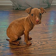 Cooper Elwood is registered to the contest to win money with this photo: puppy, dog, brindle, wooden_floor, indoor, pet, young_dog, sitting, curious, brown, ears, cute, animal, flooring, domestic, canine, looking, small, young, fur