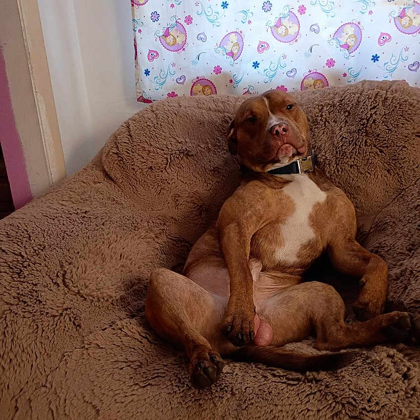 Cooper Elwood is registered to the contest to win money with this photo: animal, brown_dog, canine, cartoon_pattern, collar, couch, cozy, curtain, dog, expression, fluffy_blanket, fur, home, indoor, paw, pet, relaxed, resting, seated, snout