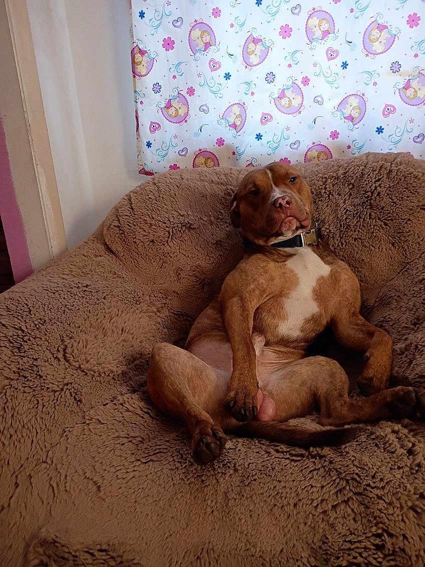 Cooper Elwood is registered to the contest to win money with this photo: dog, brown_dog, fluffy_blanket, couch, indoor, pet, relaxed, seated, collar, canine, animal, curtain, cartoon_pattern, home, cozy, resting, fur, paw, snout, expression