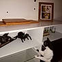 Goya a rejoint le concours — aidez-le/la à gagner de superbes lots ! animal, black_and_white, candles, cat, curious, decor, furniture, glass_shelf, green_eyes, home, indoor, low_light, model_car, pet, photograph_frame, room, shelf, toy, toy_spider, white_wall