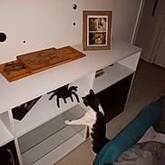 Goya a rejoint le concours — aidez-le/la à gagner de superbes lots ! animal, black_and_white_cat, carpet, cat, couch, curiosity, curious, decor, dim_lighting, fake_spider, feline, framed_photos, furniture, home, indoor, pet, room, shelf, white_shelf, wooden_art