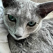Themistocles is registered to the contest to win money with this photo: animal, bed, blanket, cat, close_up, cute, domestic_cat, feline, fur, gray_cat, green_eyes, indoor, mammal, pet, portrait, relaxed, resting, sleepy, soft_texture, whiskers
