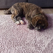 Taeko a rejoint le concours — aidez-le/la à gagner de superbes lots ! puppy, dog, sleeping, fur, collar, carpet, rug, indoor, cozy, pet, animal, resting, brown, black, white_paws, floor, furniture, living_room, cute, domestic