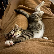 Goose joined the competition — help win amazing prizes! cat, kitten, sleeping, stretching, tabby, fur, indoor, blanket, brown, cozy, relaxing, pet, animal, cute, paw, whiskers, soft, comfort, nap, feline