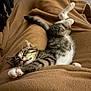 cat, kitten, sleeping, stretching, tabby, fur, indoor, blanket, brown, cozy, relaxing, pet, animal, cute, paw, whiskers, soft, comfort, nap, feline