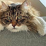 Sirius participe au concours pour gagner de l'argent avec cette photo : cat, fluffy, green_eyes, whiskers, paws, couch, furniture, indoor, pet, close_up, relaxed, feline, fur, animal, home, looking, resting, cute, mammal, tabby