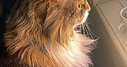 Sirius participe au concours pour gagner de l'argent avec cette photo : cat, fluffy, window, indoor, natural_light, whiskers, fur, domestic_animal, pet, side_view, cozy, contemplative, windowsill, cup, denim, brown_fur, white_paw, closeup, quiet, sunlight