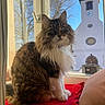 Sirius a rejoint le concours — aidez-le/la à gagner de superbes lots ! cat, fluffy, window, cushion, red, indoor, sunlight, tree, building, church, clock, sky, pet, feline, curious, seated, domestic_animal, mammal, portrait, cozy