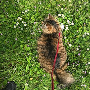 Sirius participe au concours pour gagner de l'argent avec cette photo : cat, tabby_cat, fluffy, leash, grass, flowers, meadow, outdoor, nature, greenery, plant, spring, pet, animal, fur, walking, shoe, summer, relaxing, wildflowers
