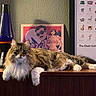 cat, fluffy, indoor, lava_lamp, poster, artwork, wooden_surface, furniture, relaxed, pet, long_hair, tabby, white_paws, portrait, decor, wall, retro, colorful, animal, domestic