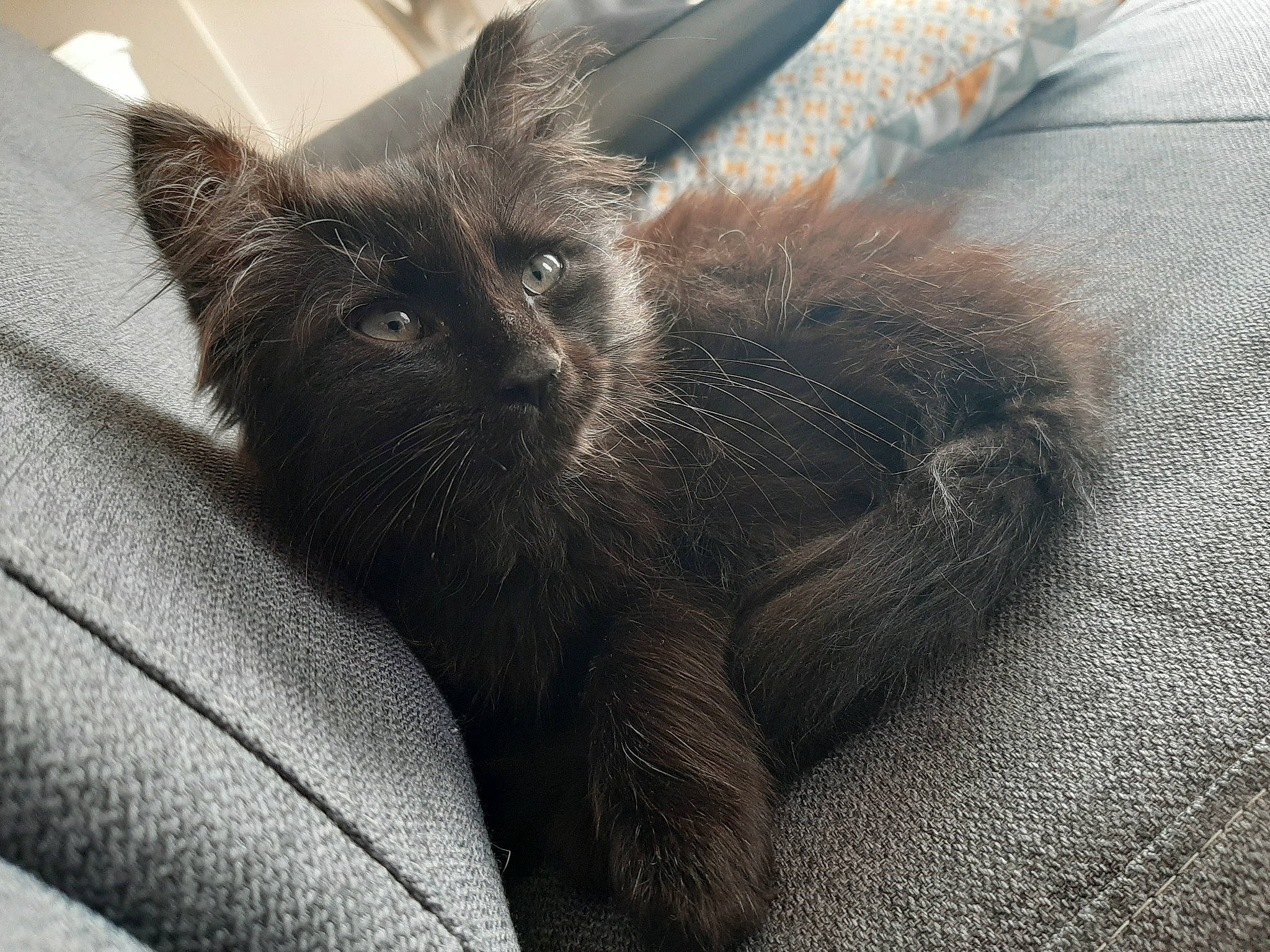 Rubyy participe au concours pour gagner de l'argent avec cette photo : asian, black_cat, carnivore, cat, claw, domestic_long_haired_cat, domestic_short_haired_cat, felidae, fur, kitten, korat, mammal, nebelung, small_to_medium_sized_cats, snout, vertebrate, whiskers