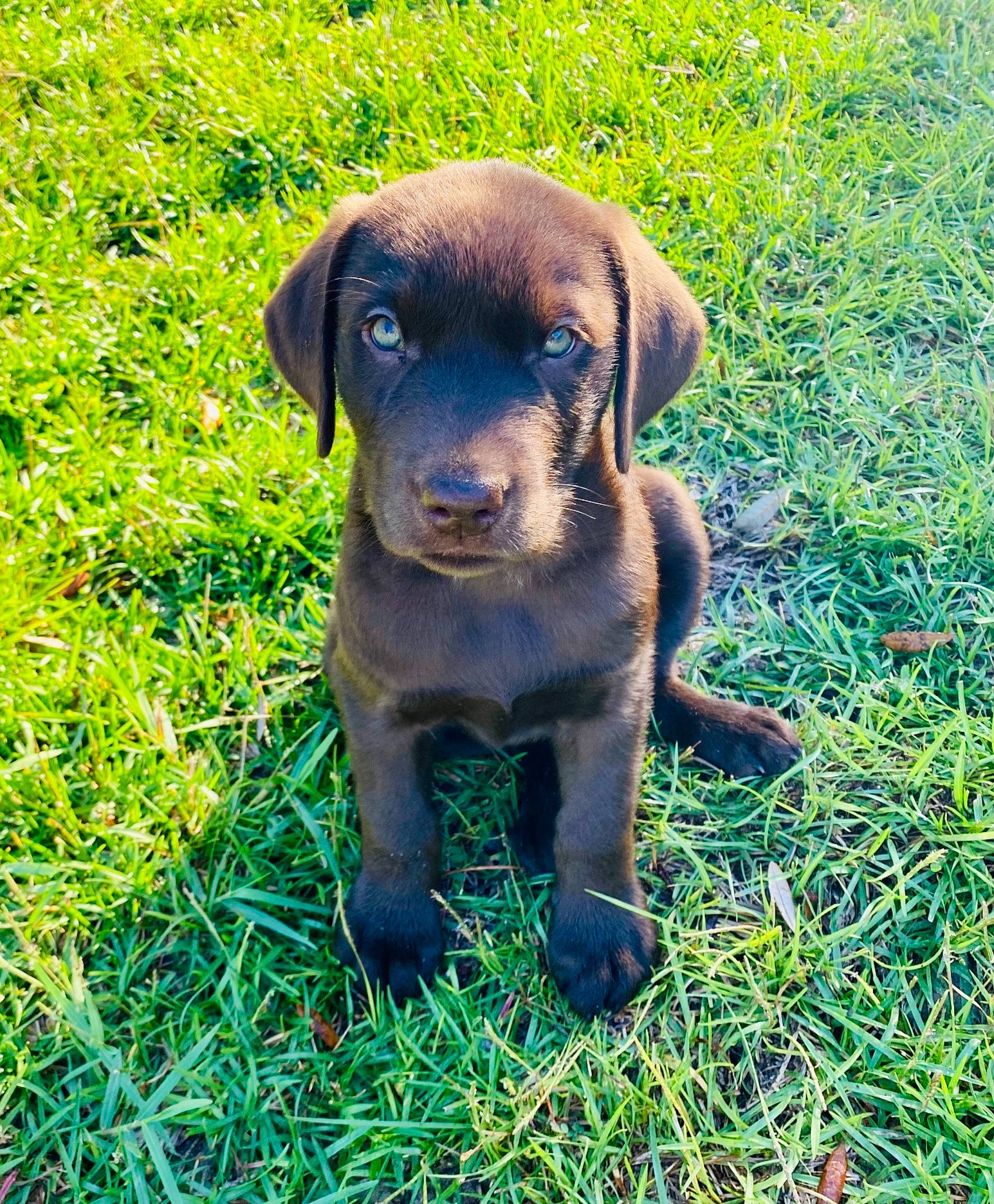 Henry is registered to the contest to win money with this photo: borador, canidae, carnivore, companion_dog, dog, dog_breed, fawn, grass, grassland, groundcover, gun_dog, hierochloe, liver, plant, prairie, snout, sporting_group, terrestrial_animal, wildlife, working_animal