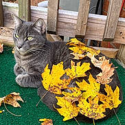 Heidi joined the competition — help win amazing prizes! animal, autumn_leaves, calm, cat, closeup, cozy, domestic_animal, fall, gray_cat, green_mat, leaf, nature, outdoor, pet, quiet, relaxing, resting, seasonal, wooden_fence, yellow_leaves