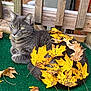 animal, autumn_leaves, calm, cat, closeup, cozy, domestic_animal, fall, gray_cat, green_mat, leaf, nature, outdoor, pet, quiet, relaxing, resting, seasonal, wooden_fence, yellow_leaves