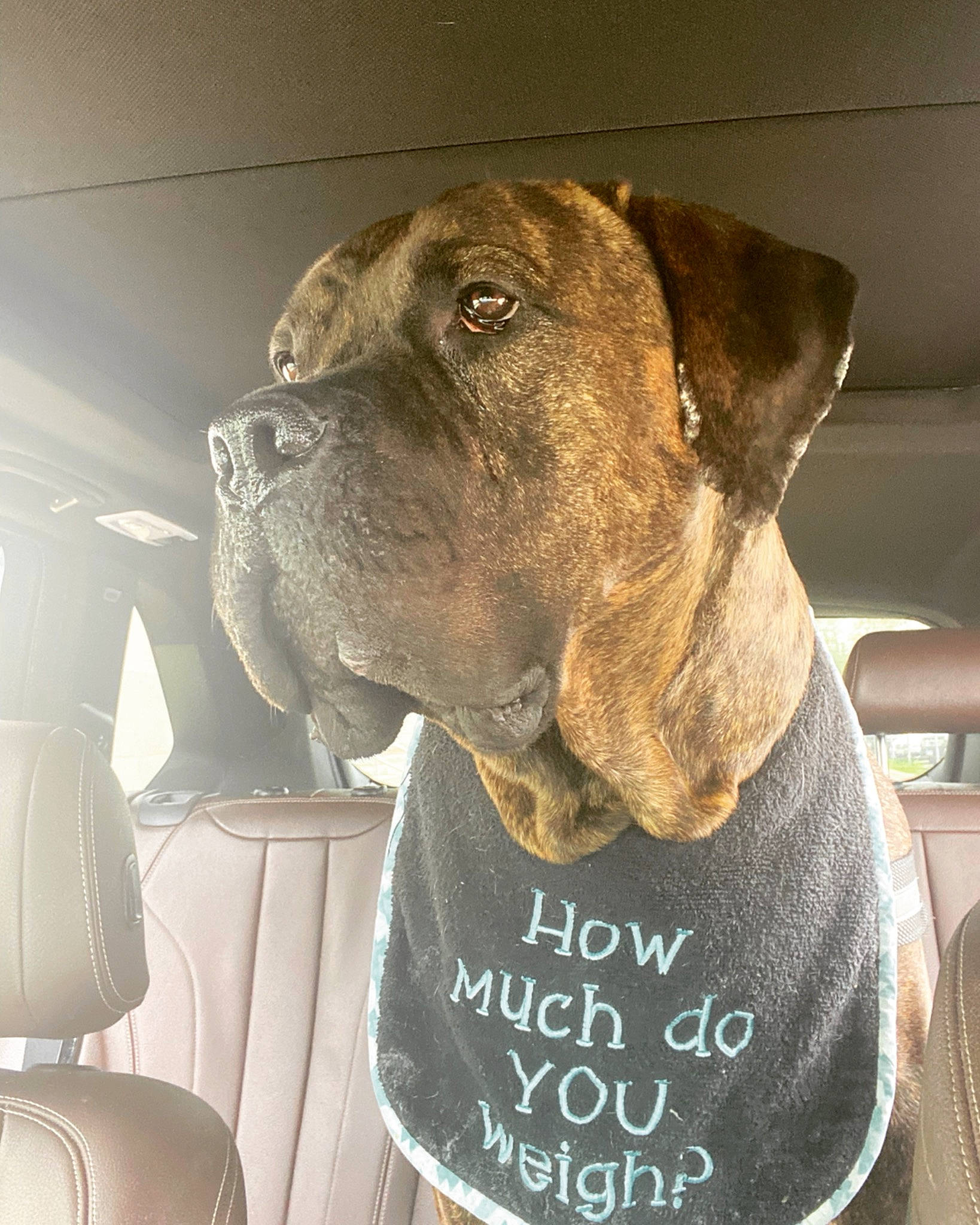 Meatball is registered to the contest to win money with this photo: canidae, carnivore, collar, companion_dog, dog, dog_breed, dog_collar, fashion_accessory, fawn, fur, guard_dog, liver, pet_supply, snout, sporting_group, terrestrial_animal, whiskers, working_animal, working_dog, wrinkle