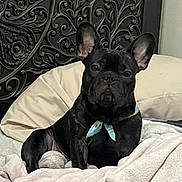 Money is registered to the contest to win money with this photo: animal, bandana, bed, black_dog, blanket, carved, comfortable, companion, cozy, cute, dog, french_bulldog, headboard, indoor, pet, portrait, relaxed, resting, sitting, wooden