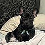 animal, bandana, bed, black_dog, blanket, carved, comfortable, companion, cozy, cute, dog, french_bulldog, headboard, indoor, pet, portrait, relaxed, resting, sitting, wooden