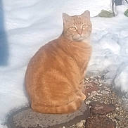 Mimm is registered to the contest to win money with this photo: cat, orange_tabby, snow, stone, outdoor, animal, pet, feline, winter, nature, sitting, fur, calm, serene, daylight, closeup, mammal, whiskers, ears, eyes