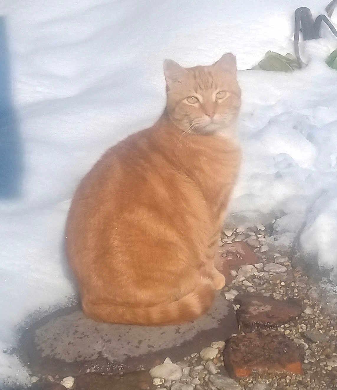 Mimm is registered to the contest to win money with this photo: cat, orange_tabby, snow, stone, outdoor, animal, pet, feline, winter, nature, sitting, fur, calm, serene, daylight, closeup, mammal, whiskers, ears, eyes