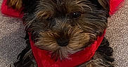 Penelope joined the competition — help win amazing prizes! affenpinscher, airedale, animal, canine, cockerspaniel, dog, papillon, pet, poodle, puppy, terrier