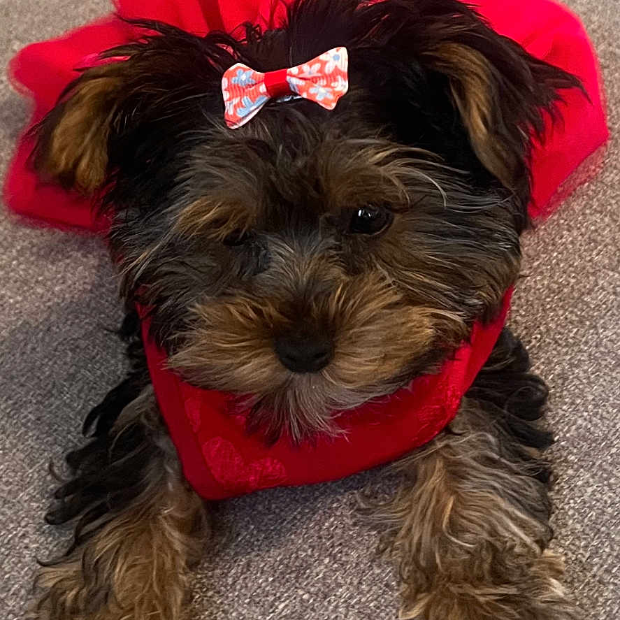 Penelope