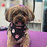 Penelope is registered to the contest to win money with this photo: bandana, blurred_background, brown_fur, collar, cute, dog, fluffy, ghost_pattern, groomed, halloween, happy, indoors, pet, portrait, puppy, purple_bow, purple_surface, sitting, small_dog, tongue_out