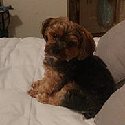 Penelope is registered to the contest to win money with this photo: animal, bed, bedroom, black_fur, brown_fur, candid_photo, cozy, dog, floppy_ears, home, indoors, long_hair, looking_at_camera, pet, pillow, sitting, small_dog, toy, white_bedding, yorkshire_terrier