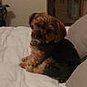 animal, bed, bedroom, black_fur, brown_fur, candid_photo, cozy, dog, floppy_ears, home, indoors, long_hair, looking_at_camera, pet, pillow, sitting, small_dog, toy, white_bedding, yorkshire_terrier