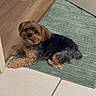 Penelope joined the competition — help win amazing prizes! animal, baby_gate, black_fur, brown_fur, dog, floor, fluffy, hallway, home, indoors, long_hair, lying_down, open_door, pet, portrait, rug, sitting, small_dog, tile_floor, yorkshire_terrier