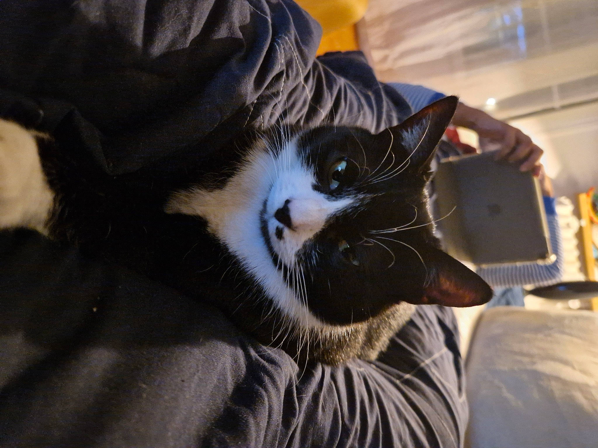 Dori a rejoint le concours — aidez-le/la à gagner de superbes lots ! carnivore, cat, claw, comfort, domestic_short_haired_cat, felidae, fur, sitting, small_to_medium_sized_cats, snout, tail, whiskers