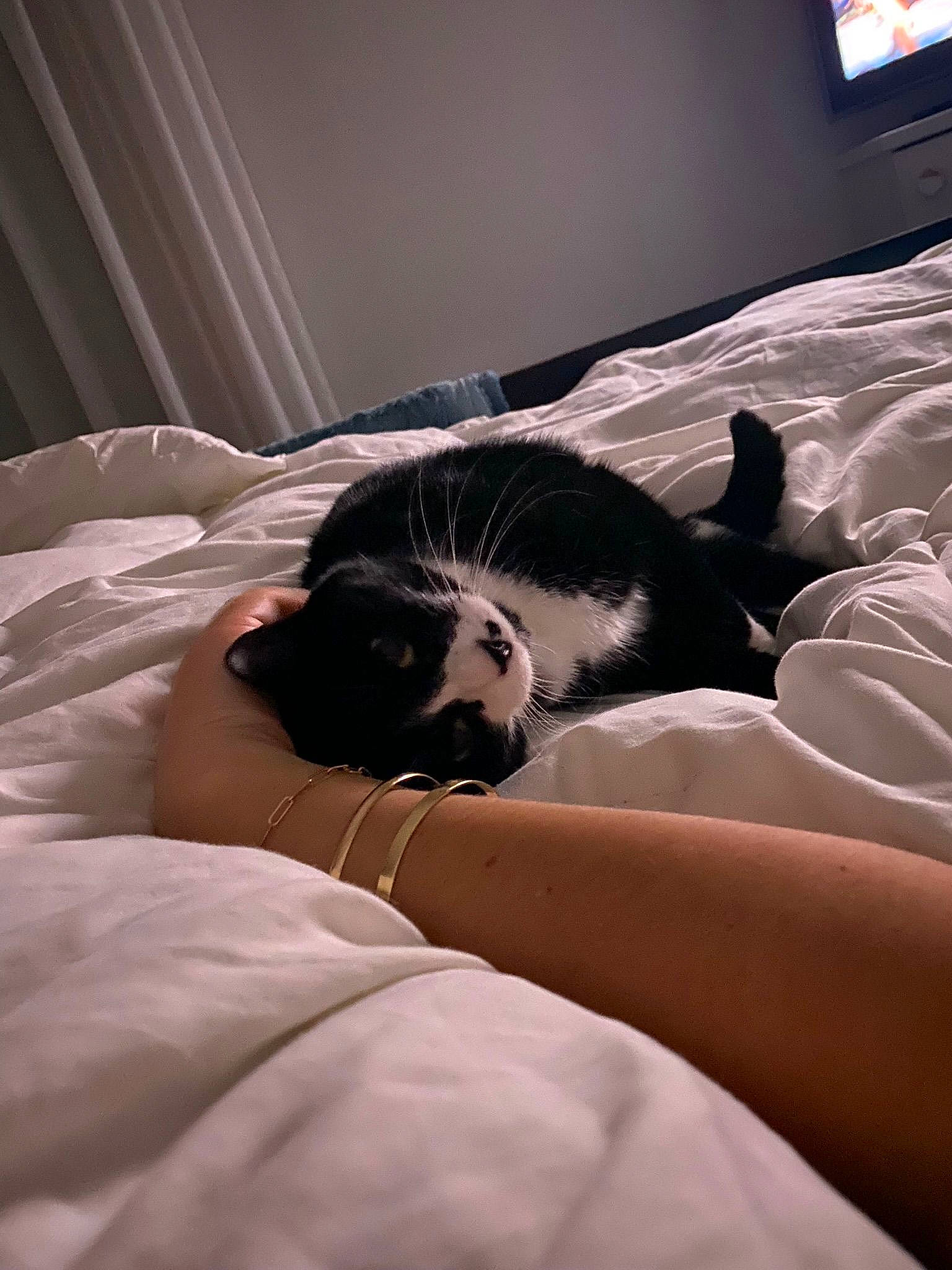 Dori participe au concours pour gagner de l'argent avec cette photo : bed, bedding, canidae, carnivore, comfort, companion_dog, dog_breed, duvet, fawn, felidae, fur, linens, paw, room, small_to_medium_sized_cats, snout, sporting_group, television, terrestrial_animal, whiskers