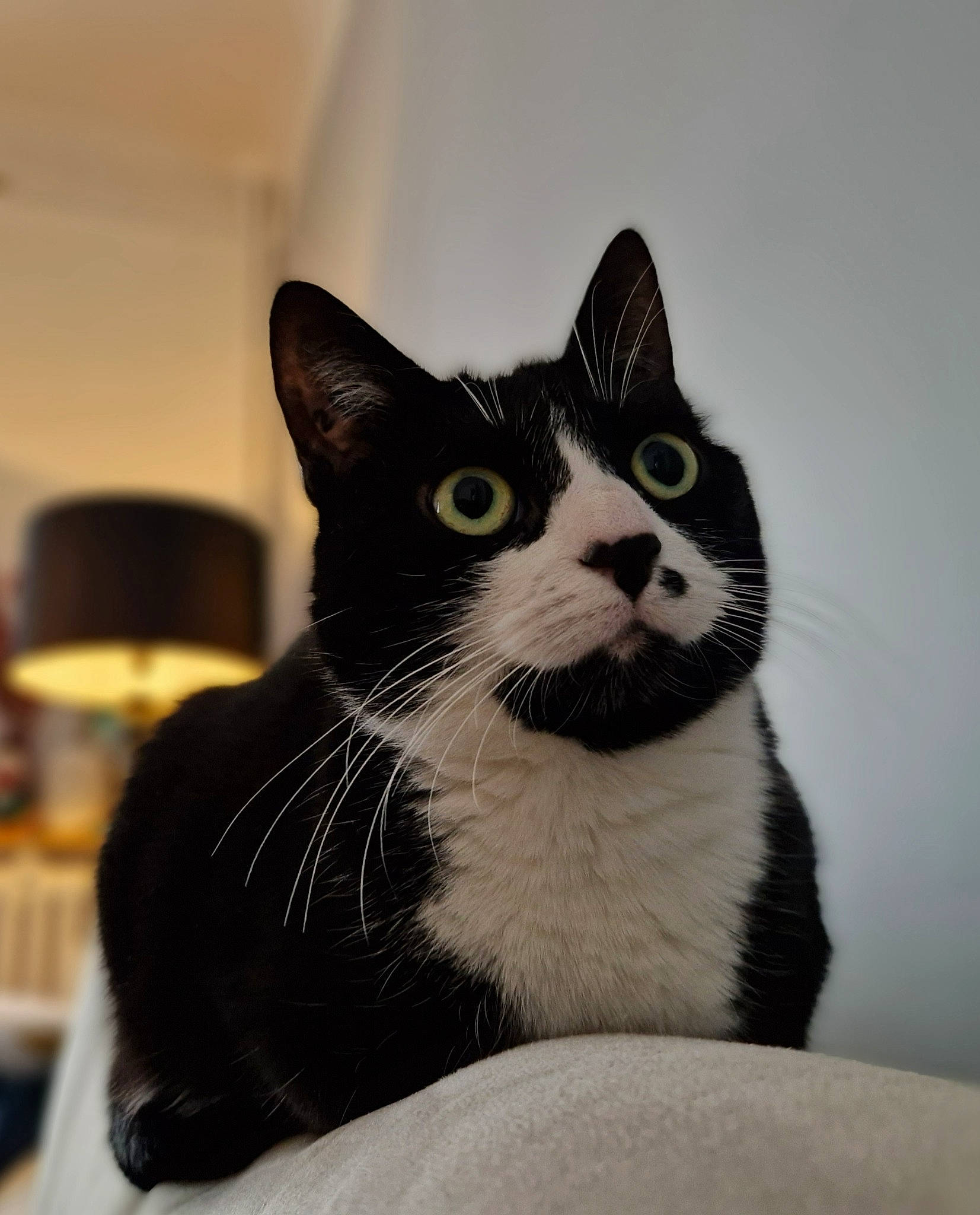 Dori a rejoint le concours — aidez-le/la à gagner de superbes lots ! carnivore, cat, comfort, domestic_short_haired_cat, eye, felidae, fur, grey, hair, head, iris, monochrome, monochrome_photography, small_to_medium_sized_cats, snout, whiskers, window