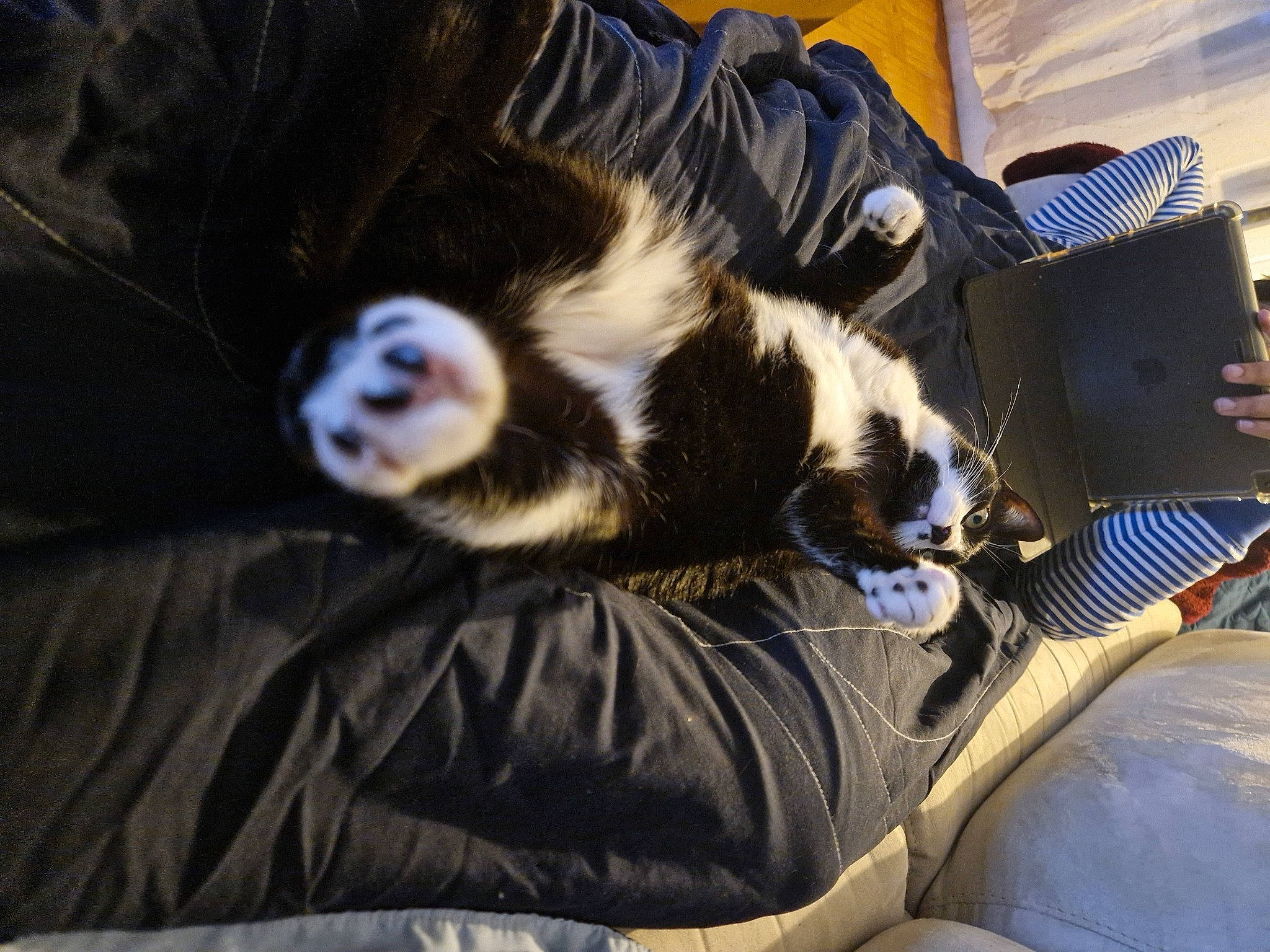 Dori a rejoint le concours — aidez-le/la à gagner de superbes lots ! canidae, carnivore, cat, claw, comfort, companion_dog, dog_breed, felidae, foot, fur, human_leg, lap, nap, paw, sitting, small_to_medium_sized_cats, snout, sporting_group, terrestrial_animal, whiskers