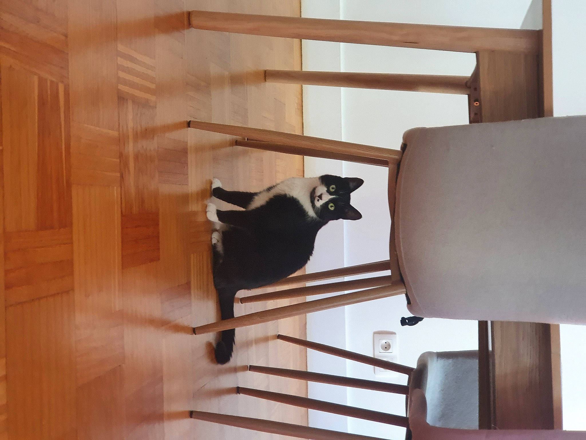 Dori a rejoint le concours — aidez-le/la à gagner de superbes lots ! building, cat, ceiling, comfort, felidae, floor, flooring, handrail, hardwood, interior_design, metal, plywood, room, shade, small_to_medium_sized_cats, stairs, varnish, window, wood, wood_stain