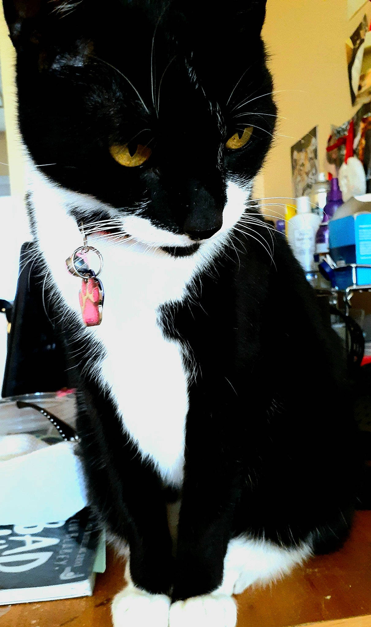 Minnie Rose is registered to the contest to win money with this photo: black, black_cat, black_hair, carnivore, cat, claw, ear, felidae, formal_wear, fur, kitten, small_to_medium_sized_cats, suit, tail, tuxedo, whiskers