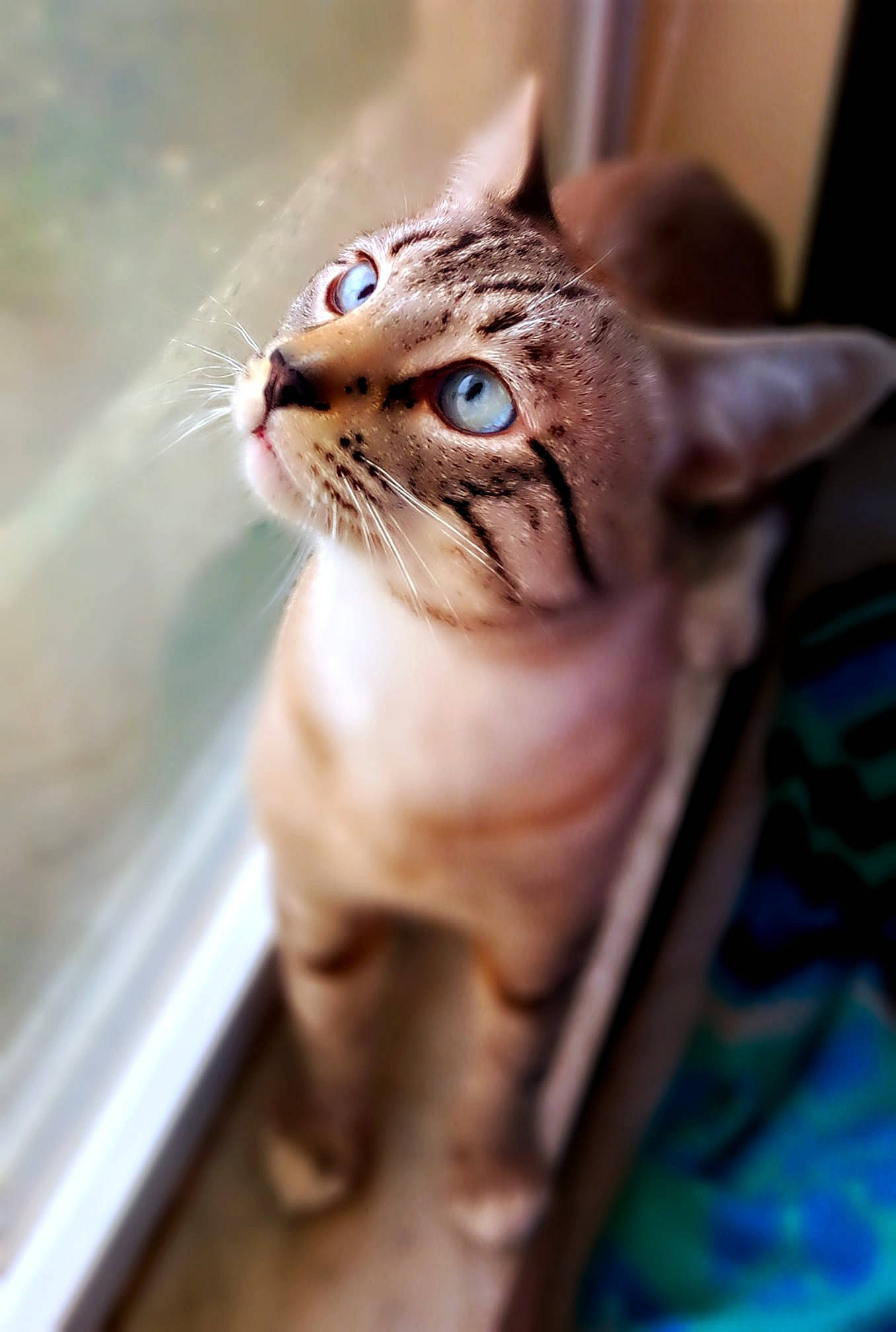 Cookie Monster is registered to the contest to win money with this photo: aegean_cat, american_wirehair, asian, australian_mist, carnivore, cat, domestic_short_haired_cat, dragon_li, european_shorthair, fawn, felidae, mammal, ocicat, ojos_azules, singapura, small_to_medium_sized_cats, snout, tabby_cat, vertebrate, whiskers