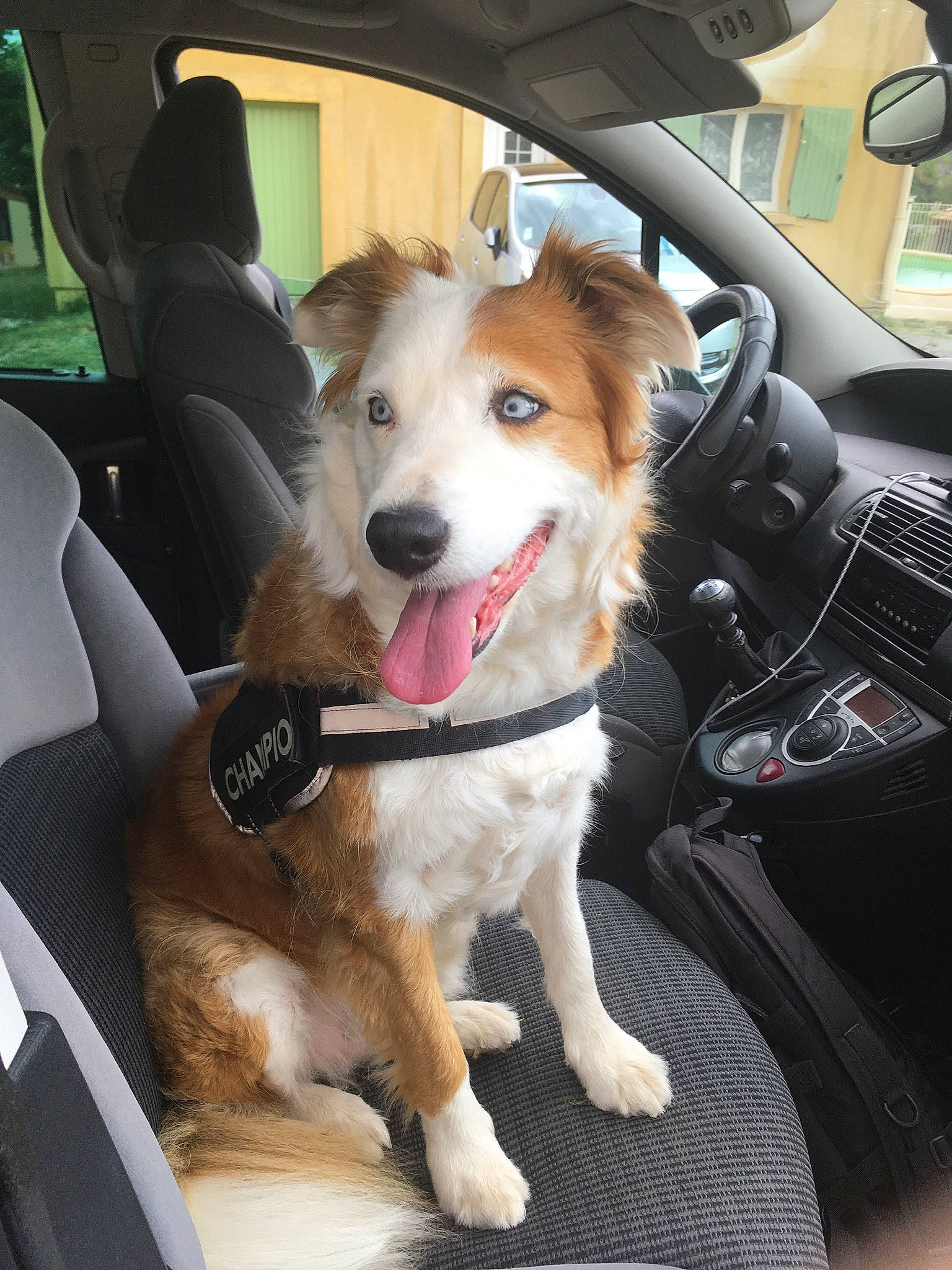 Hestia a rejoint le concours — aidez-le/la à gagner de superbes lots ! auto_part, automotive_exterior, car, car_seat, car_seat_cover, carnivore, collar, companion_dog, dog, dog_breed, dog_collar, fawn, leash, motor_vehicle, personal_luxury_car, snout, steering_part, steering_wheel, vehicle, vehicle_door