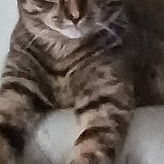Ginger joined the competition — help win amazing prizes! cat, tabby, pet, animal, feline, paw, close_up, indoor, cute, curious, whiskers, ears, fur, portrait, relaxed, looking, mammal, domestic, face, resting