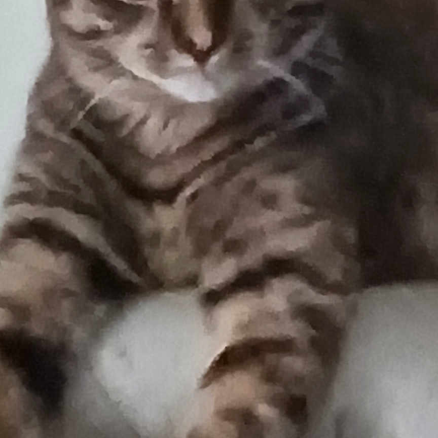 Ginger joined the competition — help win amazing prizes! animal, cat, close_up, curious, cute, domestic, ears, face, feline, fur, indoor, looking, mammal, paw, pet, portrait, relaxed, resting, tabby, whiskers