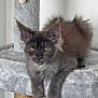 animal, cat, cat_tree, cute, ears, feline, fur, gray_cat, indoor, kitten, paw, pet, portrait, relaxed, resting, scratching_post, soft_texture, whiskers, yellow_eyes, young_cat